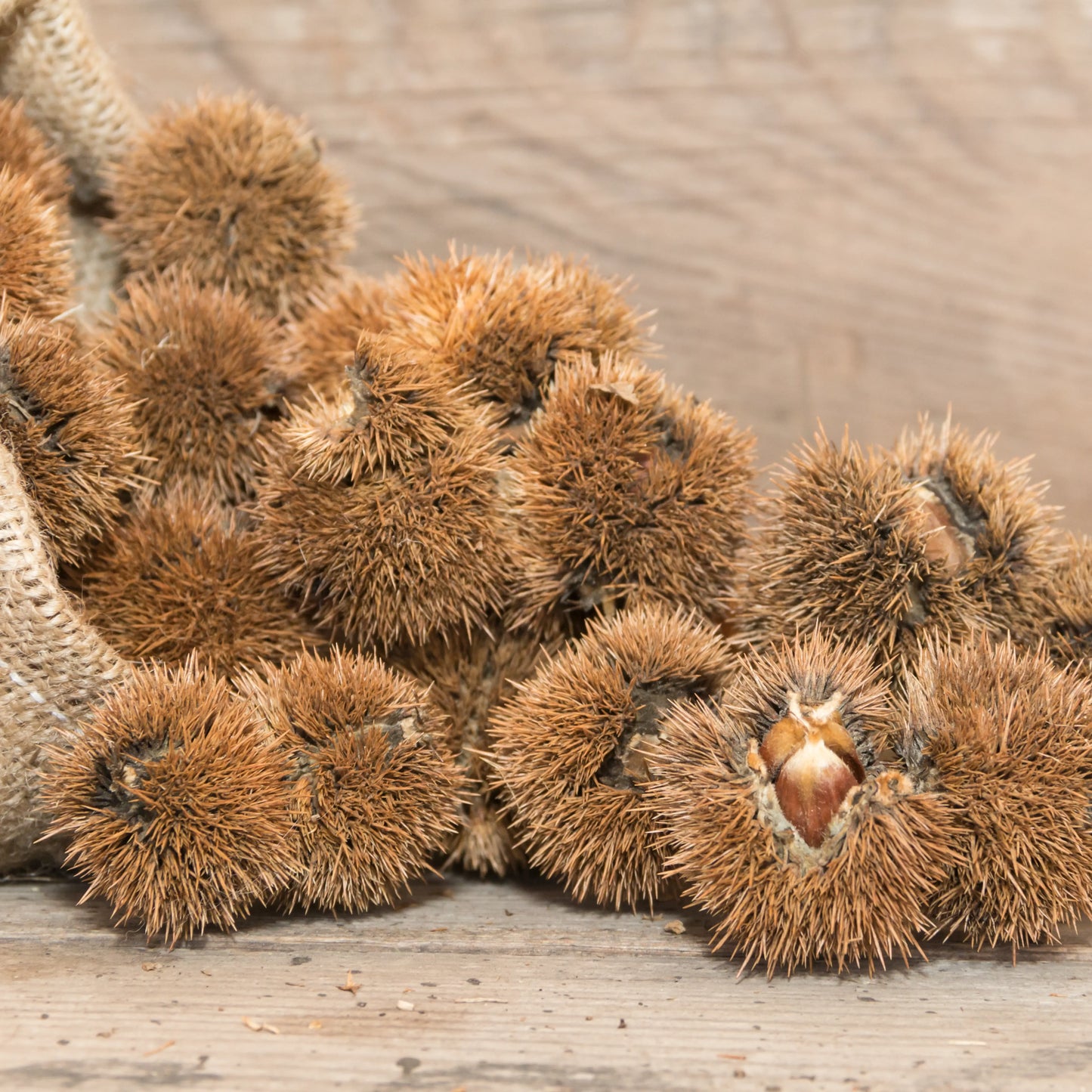 Castor_Oil_2