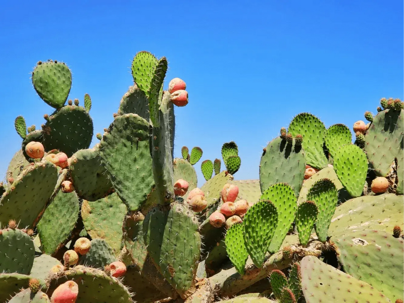 Nopal-kaktus: terveyshyödyt, käyttötarkoitukset ja reseptit