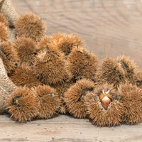 Castor_Oil_2