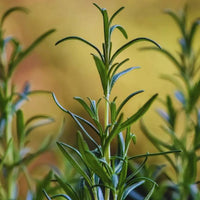 Tea_Tree_Australian_Oil_2
