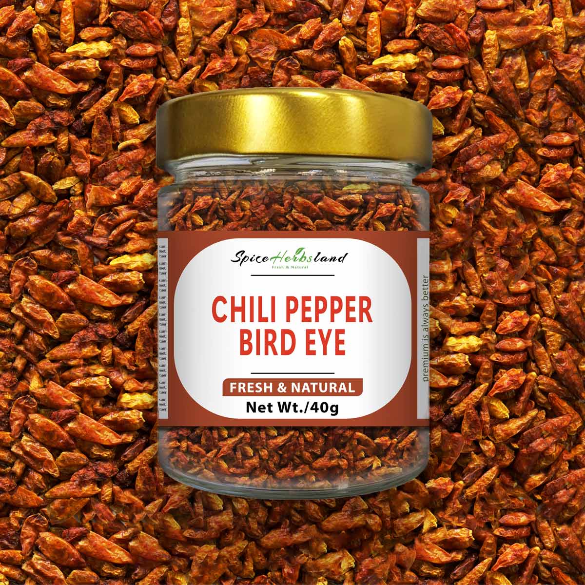 Chili_pepper_Bird_eye_SH6