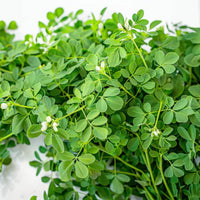 Fenugreek_seeds_1