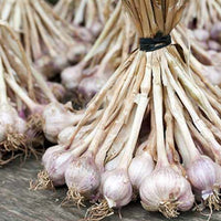 Garlic_granules_8-16_mesh_2