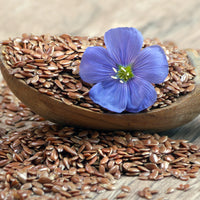 Linseed_flax_2