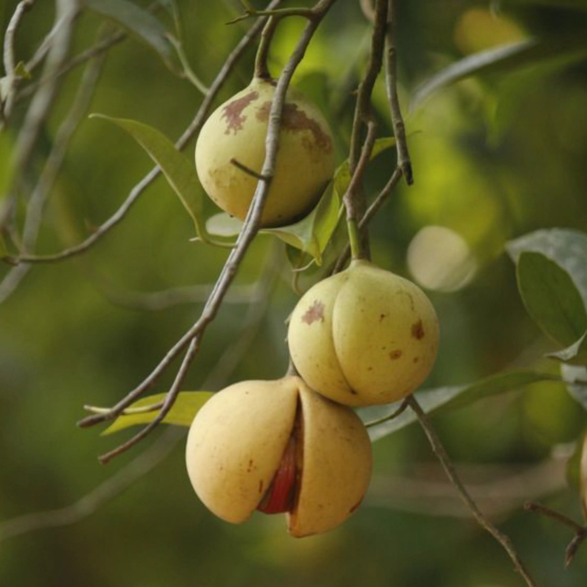 Nutmeg_1