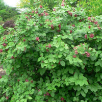 Allspice_whole_Pimenta_2