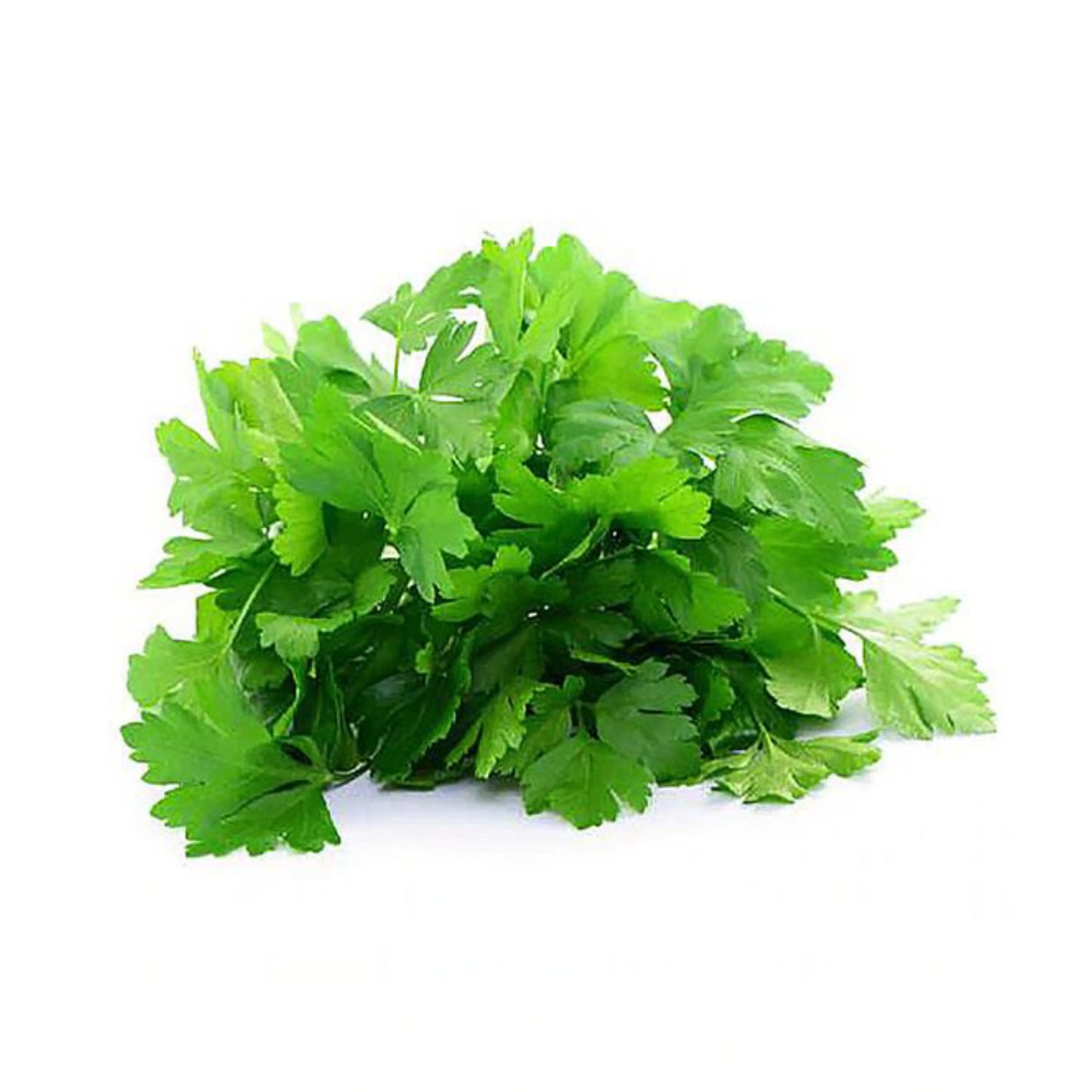 Parsley_leaves_1