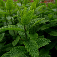 Peppermint_1