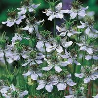 Fennel_ground_2
