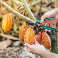 Cocoa_powder_alkalized_1
