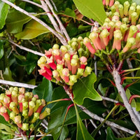 Cloves_ground_1