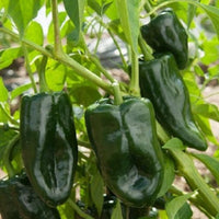 Green_pepper_ground_1